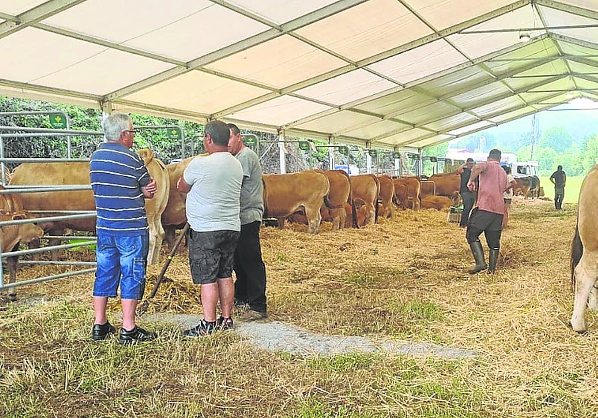 Arranca el Concurso de Ganado