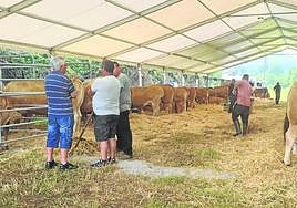 Arranca el Concurso de Ganado