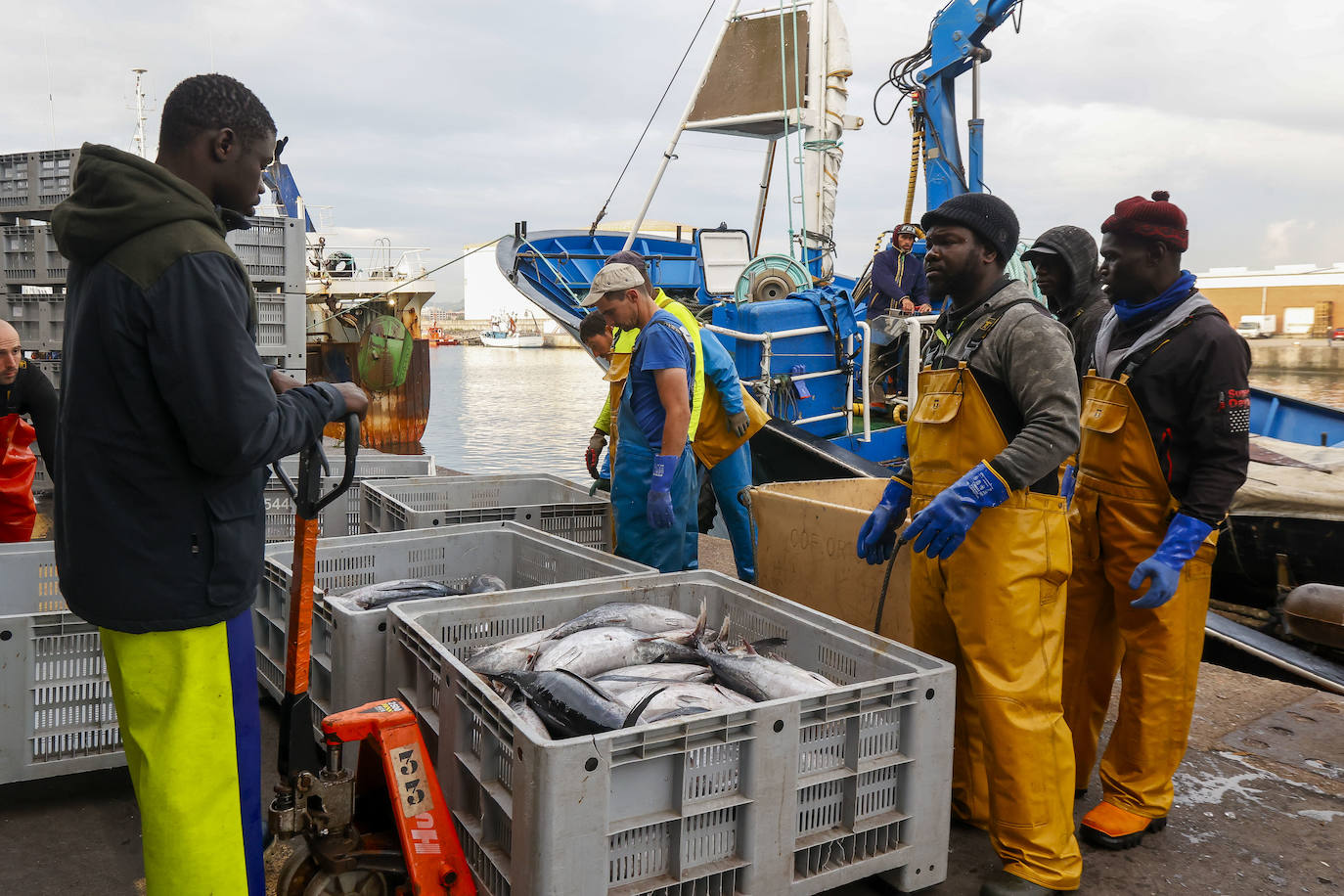 40.000 kilos en la primera gran subasta de bonito en la rula de Gijón