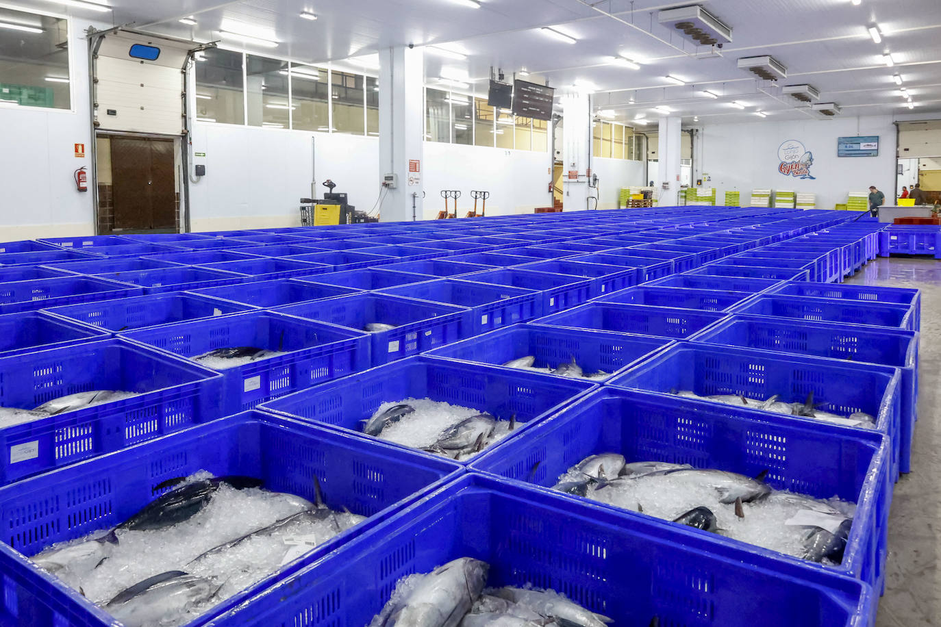 40.000 kilos en la primera gran subasta de bonito en la rula de Gijón