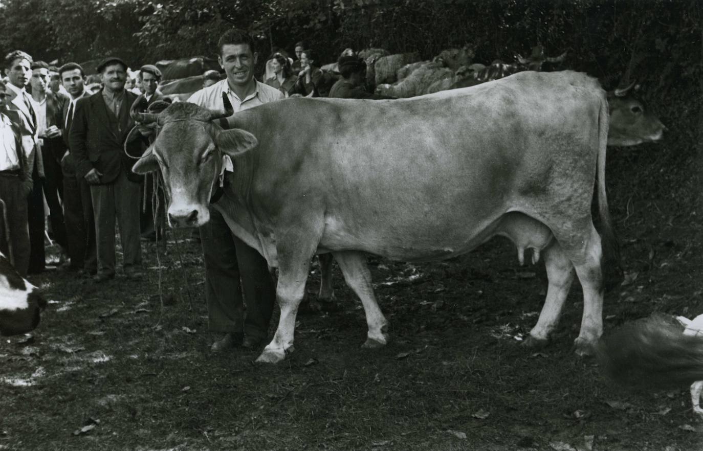 Valentín Vega. Retrato con vaca en una feria de ganado, Pola de Laviana, 1950. 