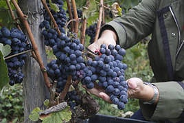 El vino de Cangas del Narcea protagoniza buena parte de los planes del fin de semana en Asturias