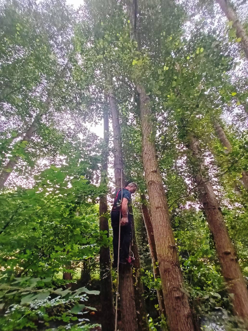 Así ha sido la festividad del arbolón en Cangas del Narcea