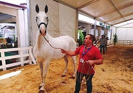 Las mejores imágenes del concurso de caballos de Tineo