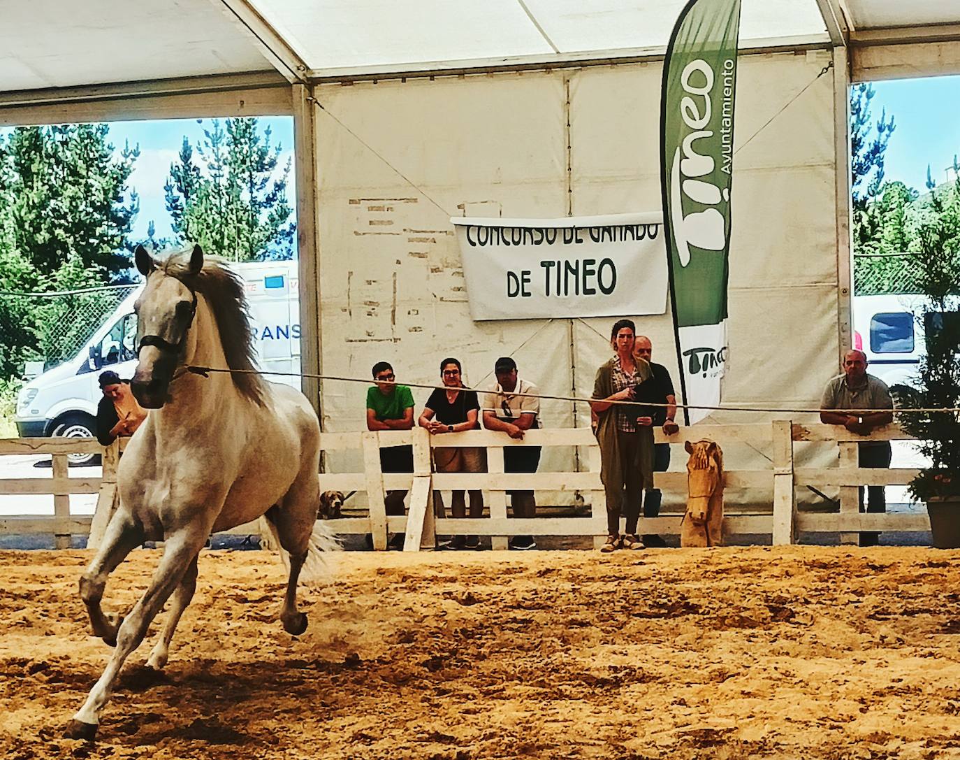 Las mejores imágenes del concurso de caballos de Tineo
