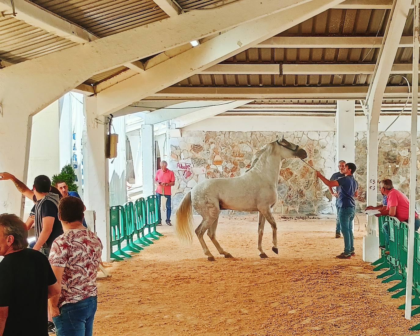 Las mejores imágenes del concurso de caballos de Tineo