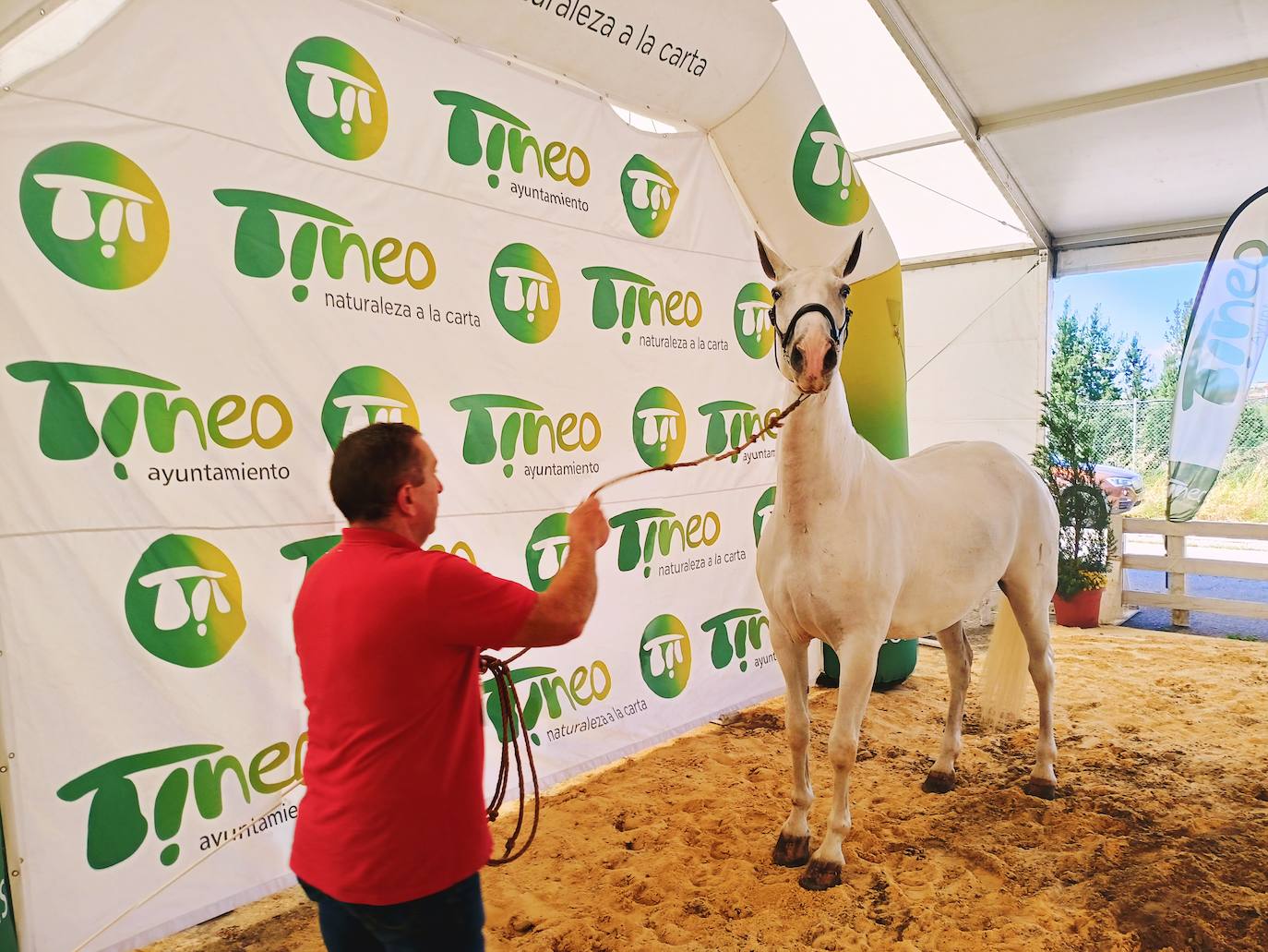 Las mejores imágenes del concurso de caballos de Tineo