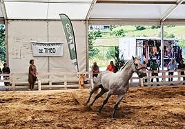 El concurso de caballos de Tineo da un impulso al sector