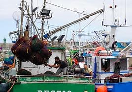 La campaña de arranque de ocle comenzó ayer en el oriente, con barcos que descargaron en el puerto de Llanes.