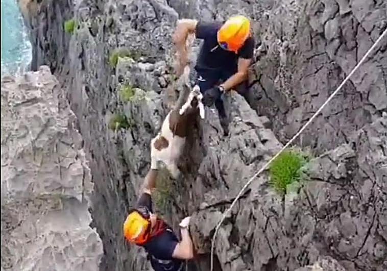 Dos bomberos participaron en el rescate de la cabra.