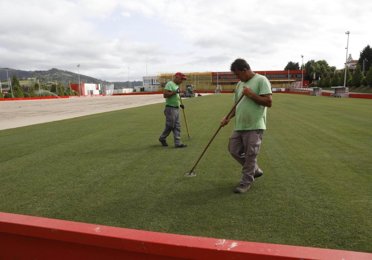 t Despliegue. Operarios de Laziturri, ayer, en plena instalación del césped.