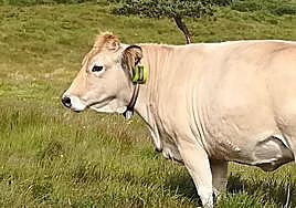 La revolución digital llega a pie de monte