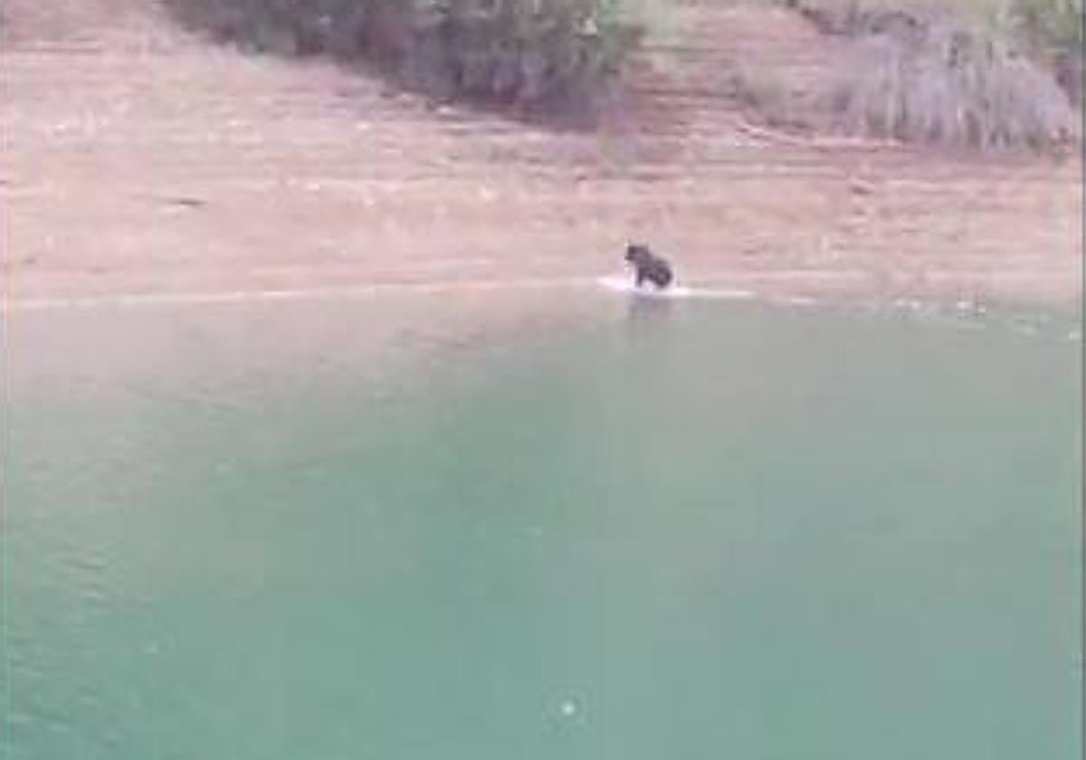 El baño de un oso en el pantano de Riaño para aliviar el calor