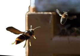 Una vespa velutina, a la izquierda, persigue a una abeja, a la entrada de una colmena.