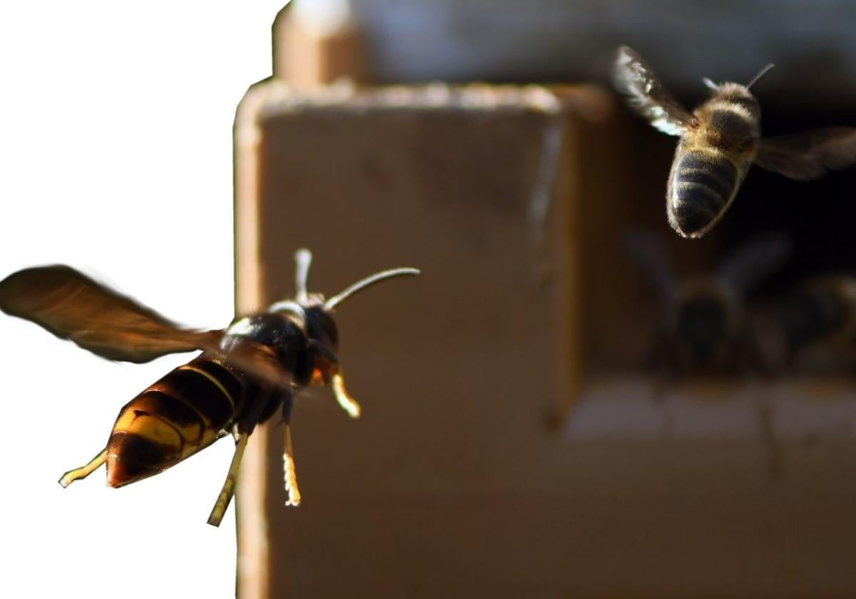 Una vespa velutina, a la izquierda, persigue a una abeja, a la entrada de una colmena.