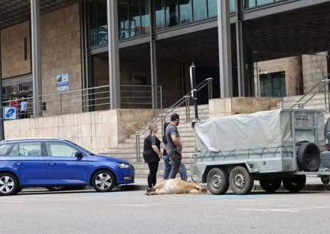 Imagen secundaria 1 - Un ganadero de Quirós lleva una xata muerta a la consejería para denunciar un ataque de oso