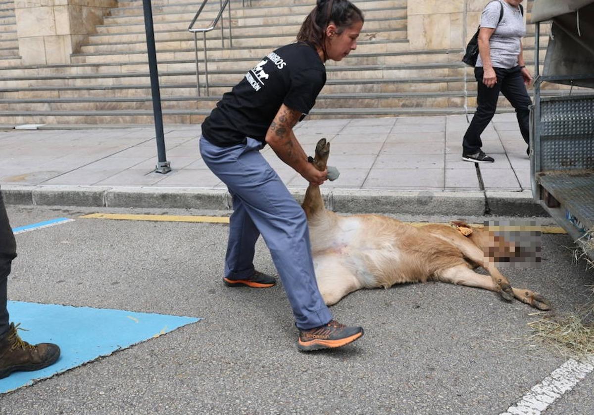 El animal muerto, ante la Consejería de Medio Rural.