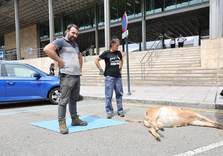 Imagen principal - Un ganadero de Quirós lleva una xata muerta a la consejería para denunciar un ataque de oso