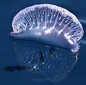 ¿Cómo actuar si me encuentro una carabela portuguesa? ¿Y si me pica?