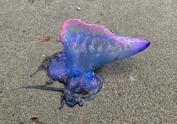 «El viento que tenemos facilita la llegada de la carabela portuguesa»