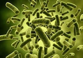 Bacterias vistas por un microscopio.