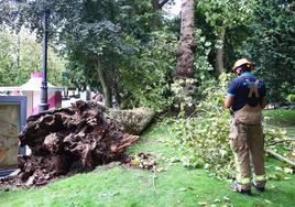 Los bomberos con el árbol caído.