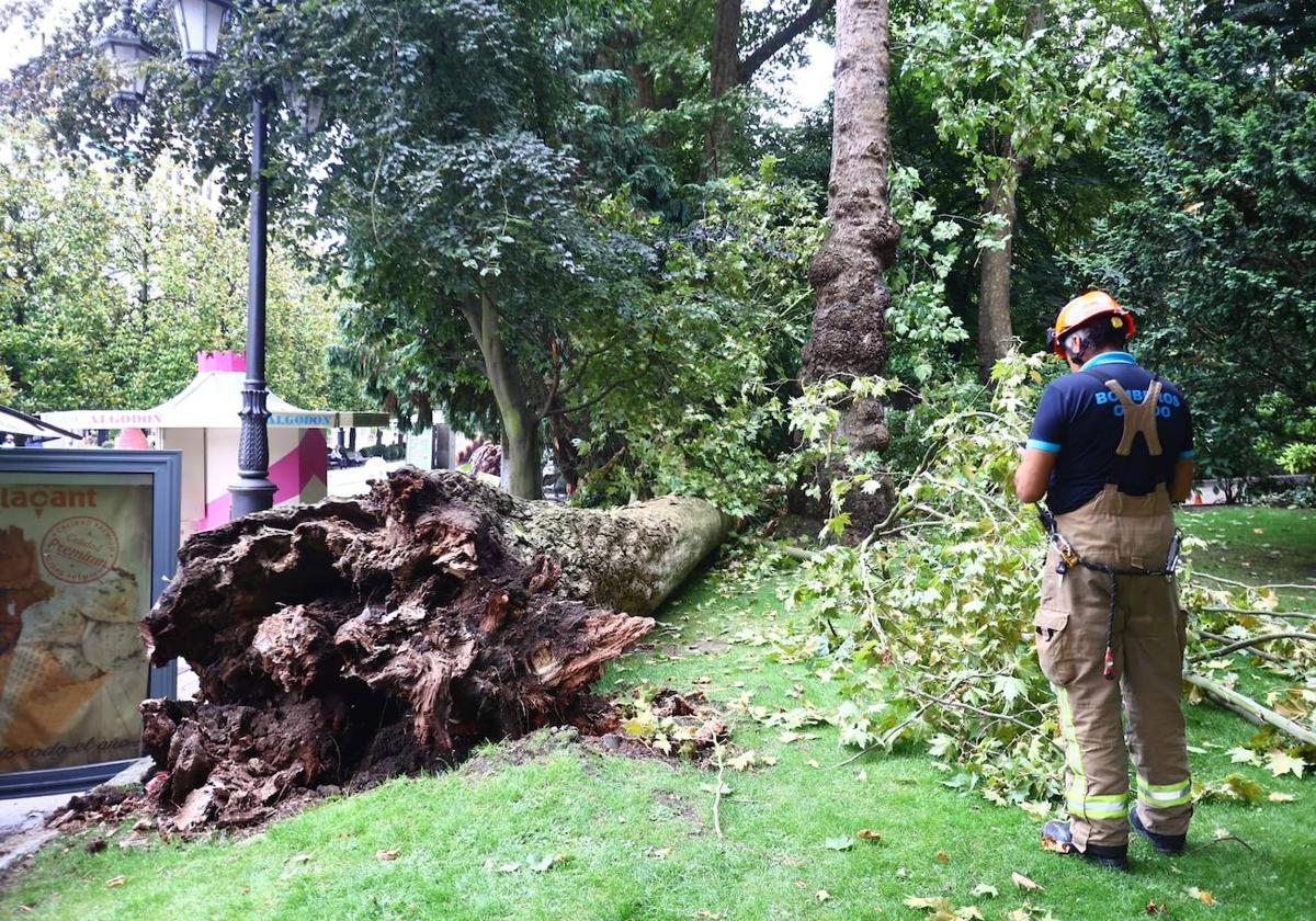 Los bomberos con el árbol caído.