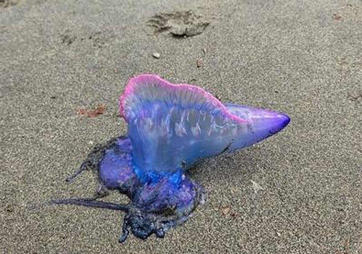 Ejemplar localizado el pasado miércoles en la playa castrillonense de Santa María.