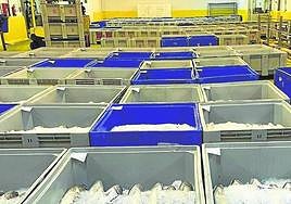 La rula vivió la jornada con más venta de bonito de la costera