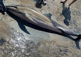 Delfín muerto en la playa de Antromero.