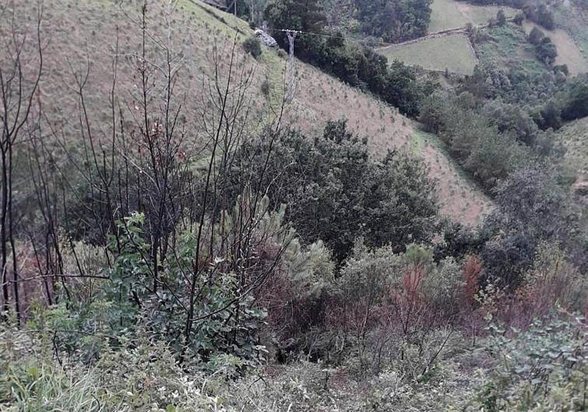 Zona en la que se produjo el accidente.