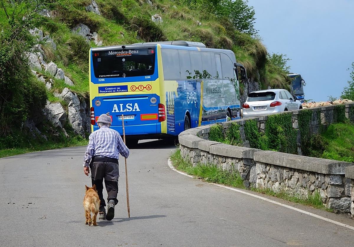 Un paisano por la carretera de acceso a los Lagos, con dos autobuses y un turismo cruzándose con el ganado.