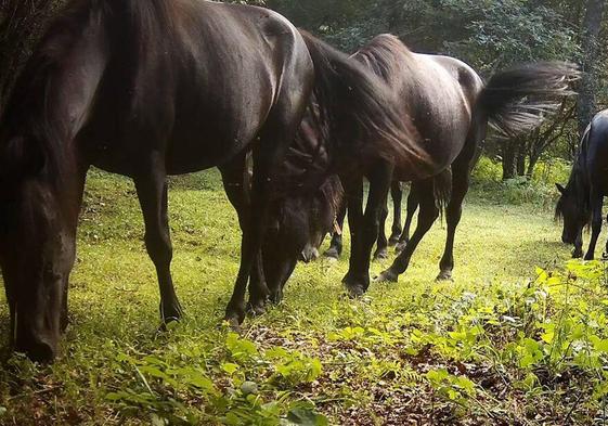 Los caballos pastando en los terrenos de Fapas.