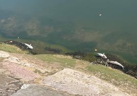 Aparecen decenas de peces muertos en la ría de Avilés