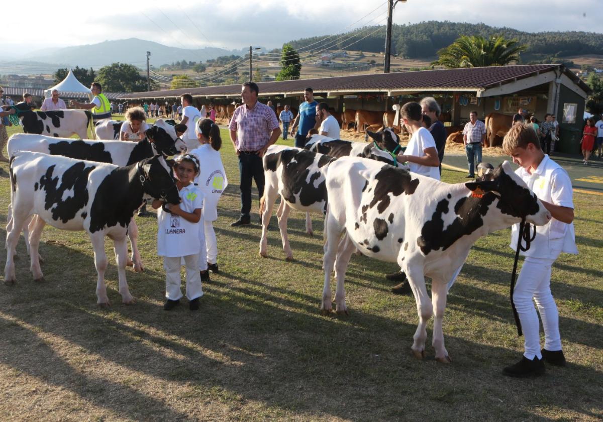 Los más pequeños, con las reses, en el recinto ferial de Llanera.