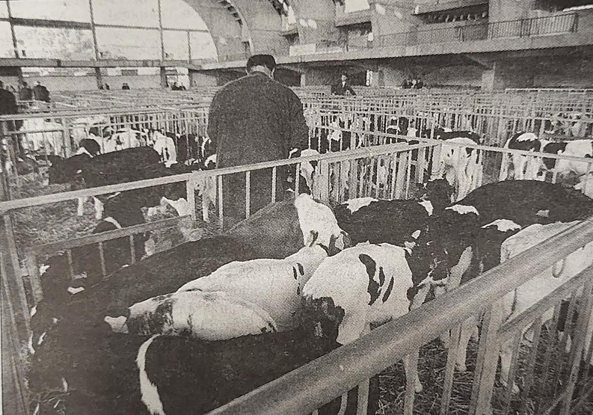 Terneros estabulados en el pabellón a la espera de las transacciones.