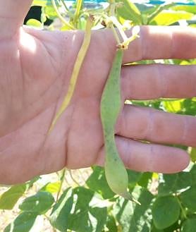 Imagen secundaria 2 - La falta de lluvias amenaza a la cosecha de fabes