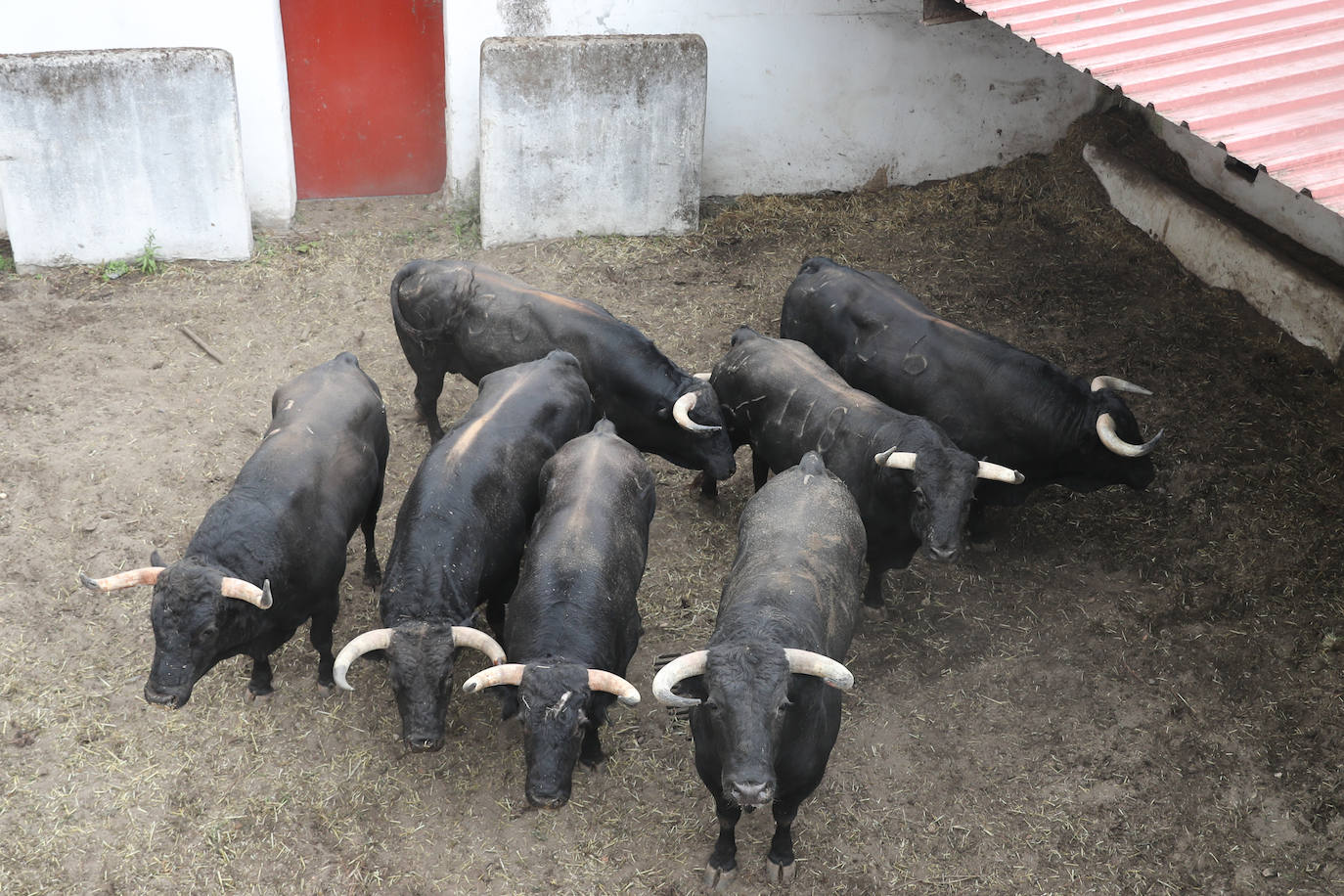 Gijón se prepara para la vuelta de su feria taurina