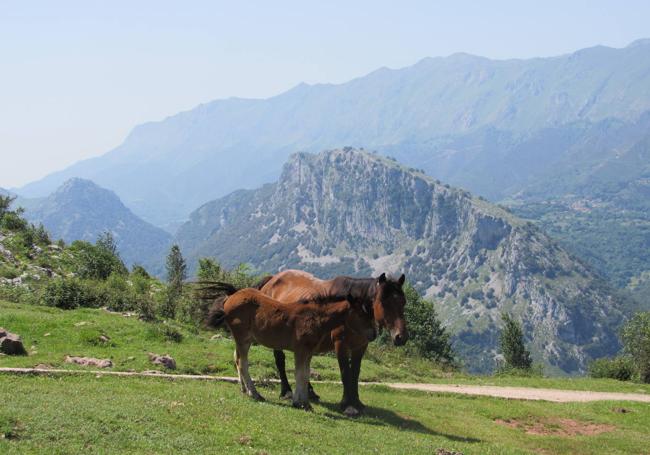 Caballos en la mayada de La Collada.