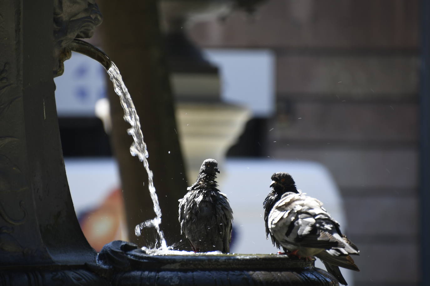 Asturias busca agua y sombra para refrescarse