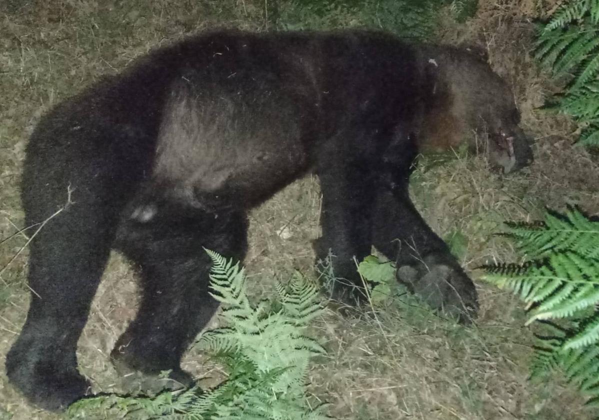 El ejemplar de oso adulto fallecido por el atropello.