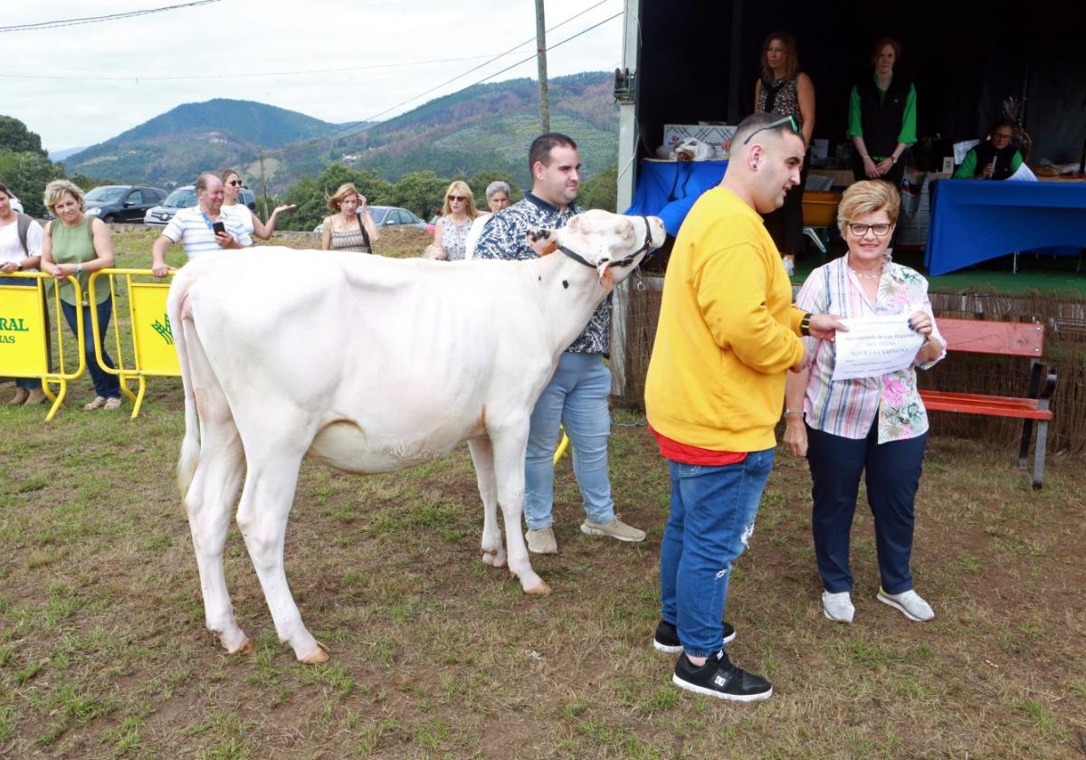 Buen ganado en el Concurso Exposición de Las Regueras