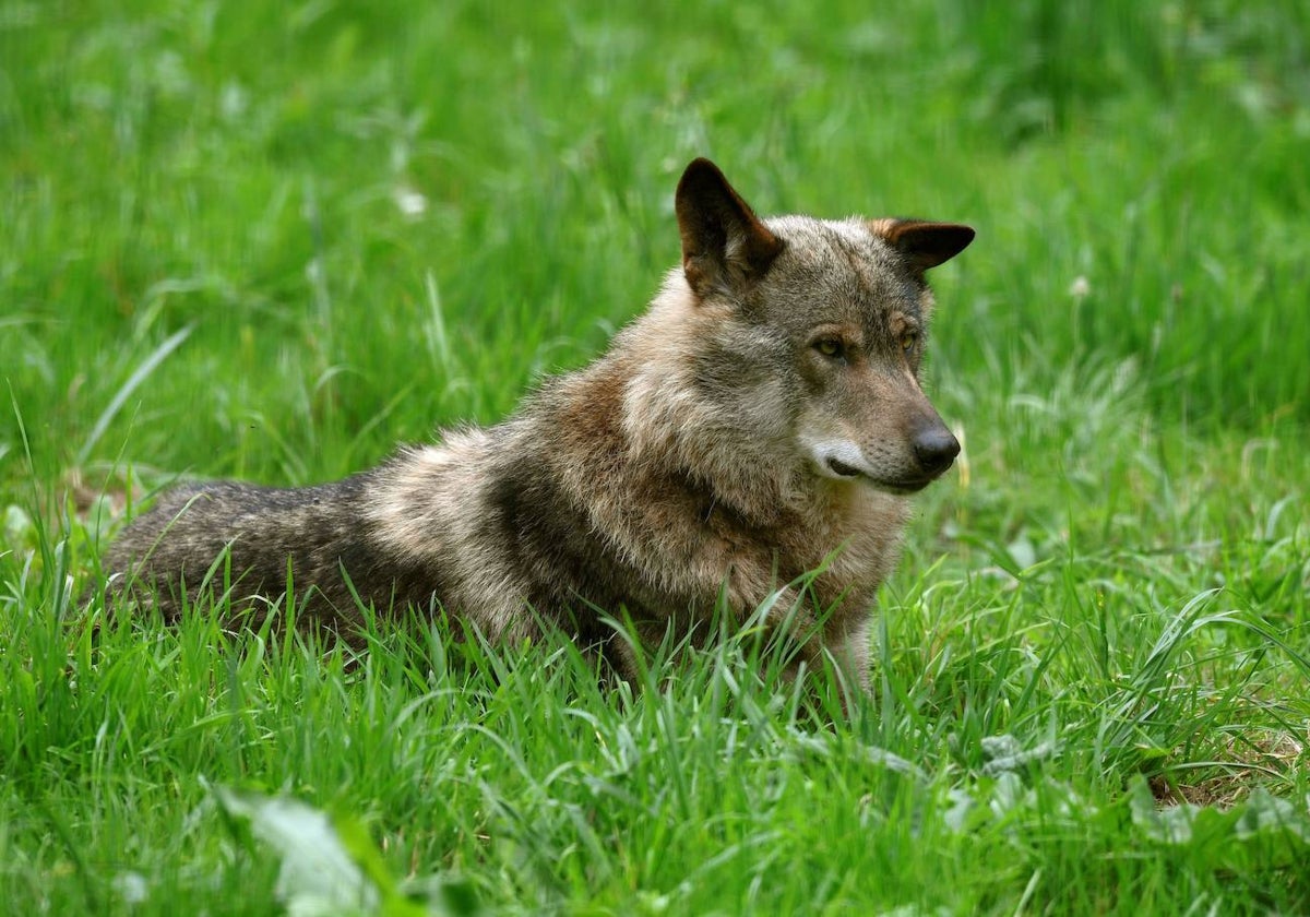 Un ejemplar de lobo ibérico, en Asturias.