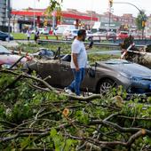 Un coche, destrozado en Gijón al caerle un árbol encima