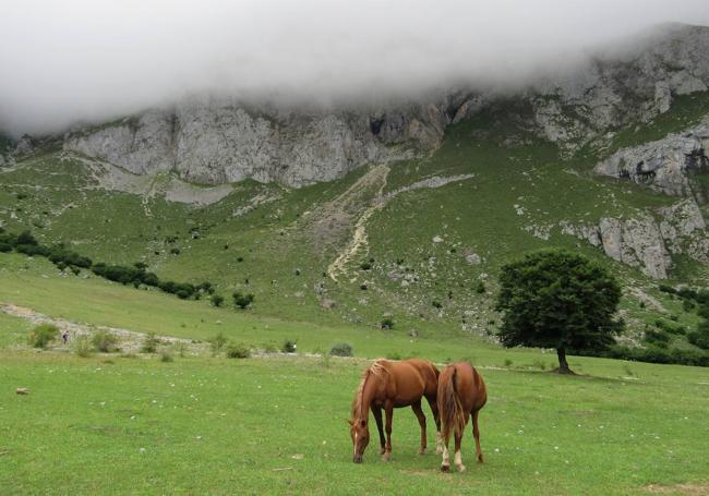 Caballos en los pastos de Áliva.
