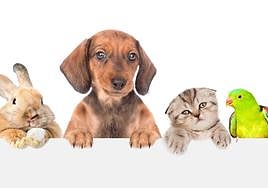 La ley de bienestar animal autoriza tener como mascotas a perros, gatos y hurones, entre otros animales.