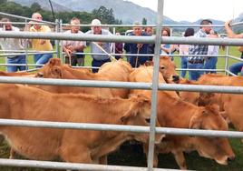 El corral en el que se situaban las quince terneras de René García Llanos resultó ser el lugar más visitado de la feria de San Cipriano.