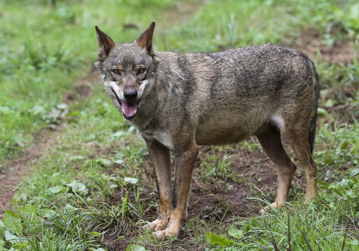 Ejemplar de lobo ibérico en el centro de interpretación de Belmonte.