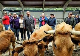 Varias reses y ganaderos en el recinto ferial de La Himera, durante la feria de San Mateo.