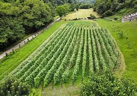 La única hectárea donde se cosecha fabón de Moal, producida por Casa Mateo, en plena época de floración.